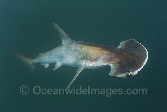 Scoophead Shark (Sphyrna media). A small species of Hammerhead Shark confined to the coastal waters of Central America. Photo taken at Isla Chepillo, Rio Bayano, Panama. Photo - Andy Murch Scoophead Shark (Sphyrna media). A small species of Hammerhead Shark confined to the coastal waters of Central America. Photo taken at Isla Chepillo, Rio Bayano, Panama. Photo - Andy Murch
