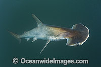 Scoophead Shark Sphyrna media Photo - Andy Murch