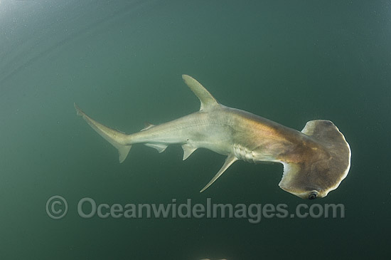 Scoophead Shark (Sphyrna media). A small species of Hammerhead Shark confined to the coastal waters of Central America. Photo taken at Isla Chepillo, Rio Bayano, Panama. Photo - Andy Murch Scoophead Shark (Sphyrna media). A small species of Hammerhead Shark confined to the coastal waters of Central America. Photo taken at Isla Chepillo, Rio Bayano, Panama. Photo - Andy Murch