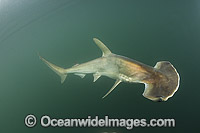 Scoophead Shark Sphyrna media Photo - Andy Murch