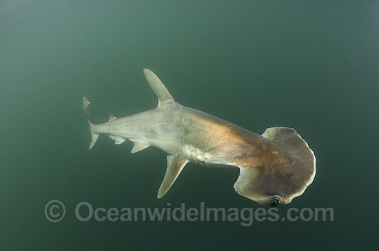 Scoophead Shark (Sphyrna media). A small species of Hammerhead Shark confined to the coastal waters of Central America. Photo taken at Isla Chepillo, Rio Bayano, Panama. Photo - Andy Murch Scoophead Shark (Sphyrna media). A small species of Hammerhead Shark confined to the coastal waters of Central America. Photo taken at Isla Chepillo, Rio Bayano, Panama. Photo - Andy Murch