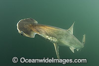 Scoophead Shark Sphyrna media Photo - Andy Murch