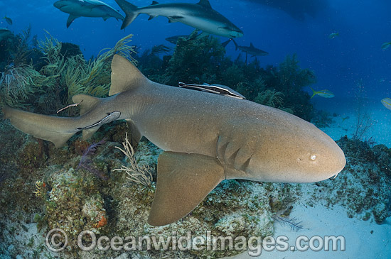 Nurse Shark (Ginglymostoma cirratum). Photo taken in the Bahamas, Caribbean Sea, USA. Photo - Andy Murch Nurse Shark (Ginglymostoma cirratum). Photo taken in the Bahamas, Caribbean Sea, USA. Photo - Andy Murch
