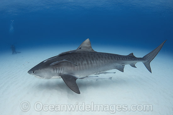 Tiger Shark underwater photo