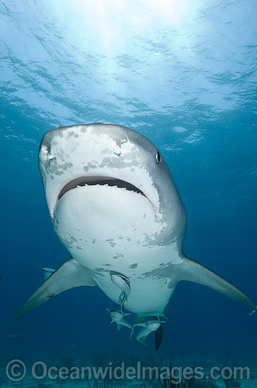 Tiger Shark (Galeocerdo cuvier). Found in tropical seas, with seasonal sightings in warm temperate areas. Photo taken Tiger Beach, Freeport, Bahamas, Atlantic Ocean. Photo - Andy Murch Tiger Shark (Galeocerdo cuvier). Found in tropical seas, with seasonal sightings in warm temperate areas. Photo taken Tiger Beach, Freeport, Bahamas, Atlantic Ocean. Photo - Andy Murch