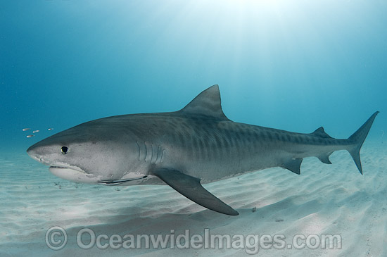 Tiger Shark (Galeocerdo cuvier). Found in tropical seas, with seasonal sightings in warm temperate areas. Photo taken Tiger Beach, Freeport, Bahamas, Atlantic Ocean. Photo - Andy Murch Tiger Shark (Galeocerdo cuvier). Found in tropical seas, with seasonal sightings in warm temperate areas. Photo taken Tiger Beach, Freeport, Bahamas, Atlantic Ocean. Photo - Andy Murch