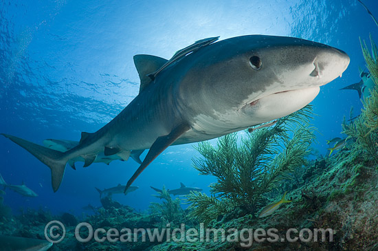 Tiger Shark (Galeocerdo cuvier). Found in tropical seas, with seasonal sightings in warm temperate areas. Photo taken in Bahamas, Caribbean Sea. Photo - Andy Murch Tiger Shark (Galeocerdo cuvier). Found in tropical seas, with seasonal sightings in warm temperate areas. Photo taken in Bahamas, Caribbean Sea. Photo - Andy Murch