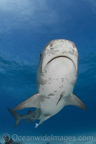 Tiger Shark (Galeocerdo cuvier). Found in tropical seas, with seasonal sightings in warm temperate areas. Photo taken Tiger Beach, Freeport, Bahamas, Atlantic Ocean. Photo - Andy Murch Tiger Shark (Galeocerdo cuvier). Found in tropical seas, with seasonal sightings in warm temperate areas. Photo taken Tiger Beach, Freeport, Bahamas, Atlantic Ocean. Photo - Andy Murch
