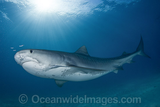 Tiger Shark (Galeocerdo cuvier). Found in tropical seas, with seasonal sightings in warm temperate areas. Photo taken Tiger Beach, Freeport, Bahamas, Atlantic Ocean. Photo - Andy Murch Tiger Shark (Galeocerdo cuvier). Found in tropical seas, with seasonal sightings in warm temperate areas. Photo taken Tiger Beach, Freeport, Bahamas, Atlantic Ocean. Photo - Andy Murch
