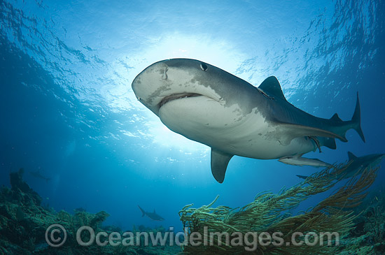 Tiger Shark (Galeocerdo cuvier). Found in tropical seas, with seasonal sightings in warm temperate areas. Photo taken in Bahamas, Caribbean Sea. Photo - Andy Murch Tiger Shark (Galeocerdo cuvier). Found in tropical seas, with seasonal sightings in warm temperate areas. Photo taken in Bahamas, Caribbean Sea. Photo - Andy Murch