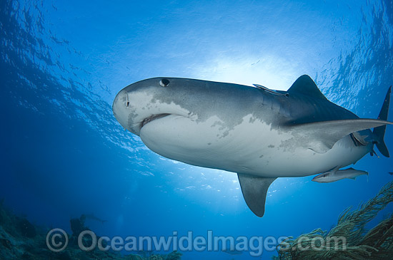 Tiger Shark (Galeocerdo cuvier). Found in tropical seas, with seasonal sightings in warm temperate areas. Photo taken in Bahamas, Caribbean Sea. Photo - Andy Murch Tiger Shark (Galeocerdo cuvier). Found in tropical seas, with seasonal sightings in warm temperate areas. Photo taken in Bahamas, Caribbean Sea. Photo - Andy Murch