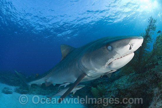Tiger Shark with nictitating membrane protecting eye photo