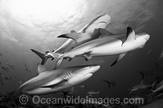 Caribbean Reef Shark Carcharhinus perezi photo