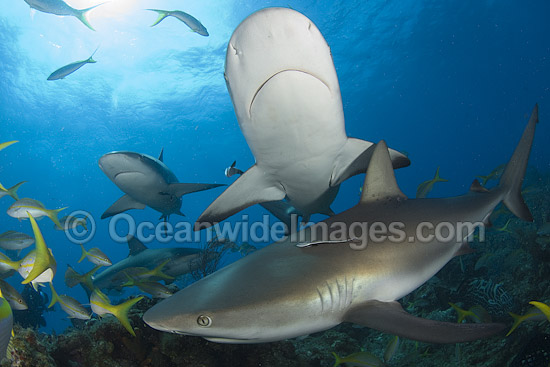 Caribbean Reef Shark (Carcharhinus perezi). Found in the tropical western Atlantic Ocean, from Florida to Brazil. Photo taken in Bahamas, Caribbean Sea. Photo - Andy Murch Caribbean Reef Shark (Carcharhinus perezi). Found in the tropical western Atlantic Ocean, from Florida to Brazil. Photo taken in Bahamas, Caribbean Sea. Photo - Andy Murch