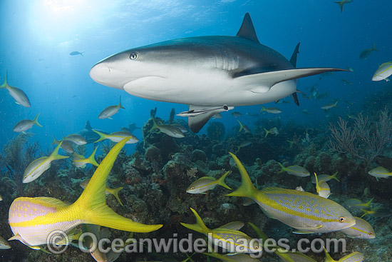 Caribbean Reef Shark Carcharhinus perezi photo