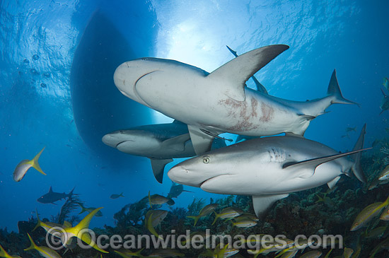 Caribbean Reef Shark photo