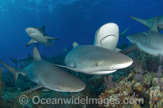 Caribbean Reef Shark (Carcharhinus perezi). Found in the tropical western Atlantic Ocean, from Florida to Brazil. Photo taken in Bahamas, Caribbean Sea. Photo - Andy Murch