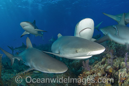 Caribbean Reef Shark (Carcharhinus perezi). Found in the tropical western Atlantic Ocean, from Florida to Brazil. Photo taken in Bahamas, Caribbean Sea. Photo - Andy Murch Caribbean Reef Shark (Carcharhinus perezi). Found in the tropical western Atlantic Ocean, from Florida to Brazil. Photo taken in Bahamas, Caribbean Sea. Photo - Andy Murch