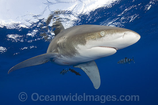 Oceanic Whitetip Shark photo Oceanic Whitetip Shark photo