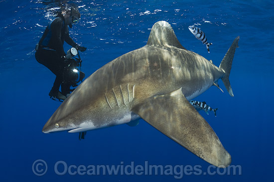 Diver with Oceanic Whitetip Shark (Carcharhinus longimanus). This oceanic shark is found worldwide in tropical and temperate seas. Photo taken at Cat Island, Bahamas, Atlantic Ocean. Photo - Andy Murch