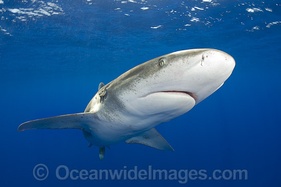 Oceanic Whitetip Shark (Carcharhinus longimanus). This oceanic shark is found worldwide in tropical and temperate seas. Photo taken at Cat Island, Bahamas, Atlantic Ocean. Photo - Andy Murch