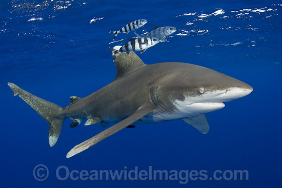 Oceanic Whitetip Shark photo Oceanic Whitetip Shark photo