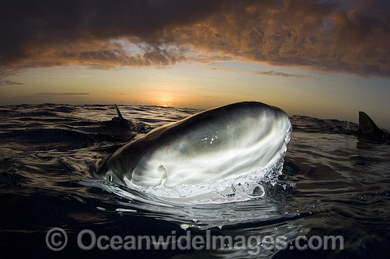 Lemon Shark at sunset photo