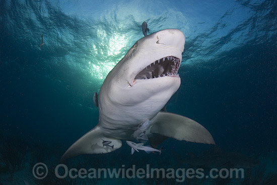 Lemon Shark underwater photo