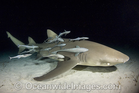 Lemon Shark with Remora Suckerfish photo Lemon Shark with Remora Suckerfish photo