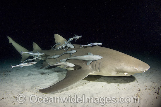 Lemon Shark with Remora Suckerfish photo