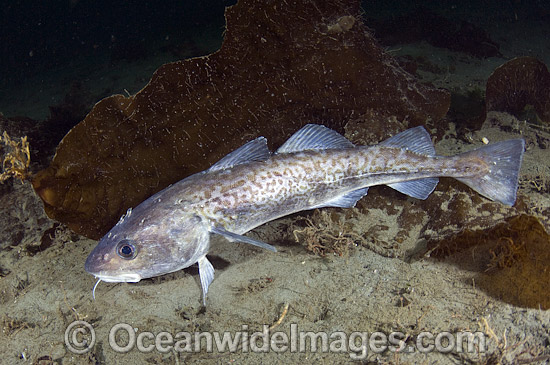 Pacific Cod Gadus macrocephalus photo Pacific Cod Gadus macrocephalus photo