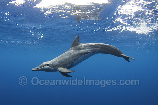 Rough-toothed Dolphin (Steno bredanensis). Found in warm and tropical waters around the world. Photo taken at Utila, Bay Islands, Honduras, Caribbean Sea, Central America. Rough-toothed Dolphin (Steno bredanensis). Found in warm and tropical waters around the world. Photo taken at Utila, Bay Islands, Honduras, Caribbean Sea, Central America.