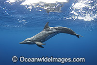 Rough-toothed Dolphin Steno bredanensis Photo - Andy Murch
