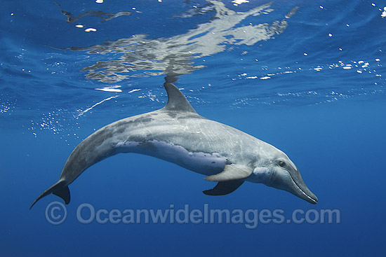 Rough-toothed Dolphin photo
