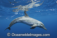 Rough-toothed Dolphin Photo - Andy Murch