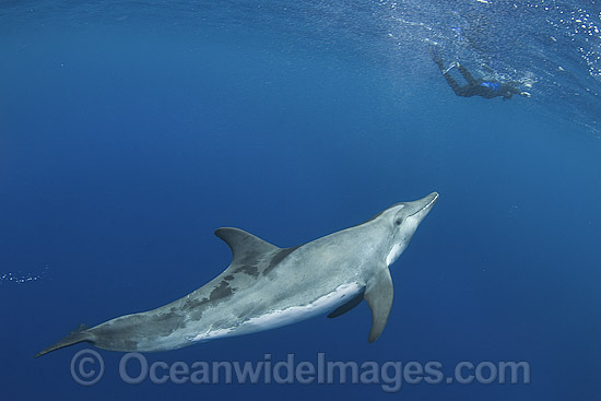 Snorkeler with Rough-toothed Dolphin (Steno bredanensis). Found in warm and tropical waters around the world. Photo taken at Utila, Bay Islands, Honduras, Caribbean Sea, Central America. Photo - Andy Murch