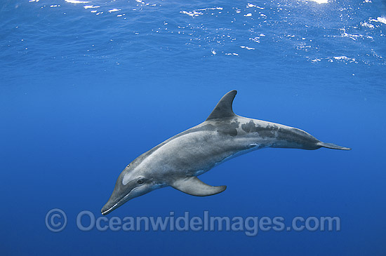 Rough-toothed Dolphin underwater photo