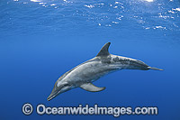 Rough-toothed Dolphin underwater Photo - Andy Murch