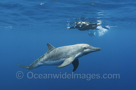 Rough-toothed Dolphin with snorkeler photo