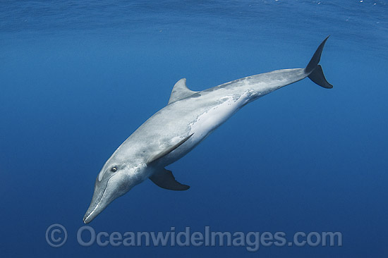 Rough-toothed Dolphin Steno bredanensis photo