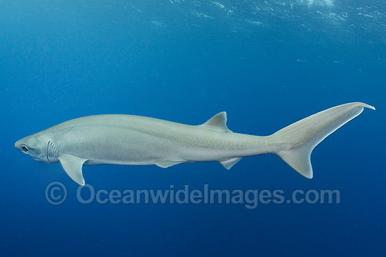 Bigeye Sixgill Shark Hexanchus nakamurai photo