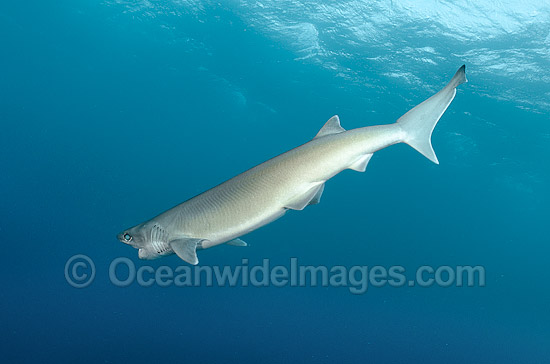 Bigeye Sixgill Shark Hexanchus nakamurai photo Bigeye Sixgill Shark Hexanchus nakamurai photo