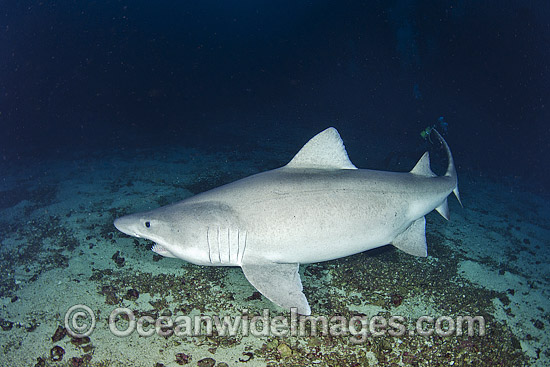 Smalltooth Sand Tiger Shark (Odontaspis ferox). Also known as Sand Tiger Shark, Bumpytail Ragged-tooth & Herbsts Nurse Shark. Deep water shark, found close to continental shelves, occasionally in shallow water. Isla Malpelo, Columbia, East Pacific Ocean. Photo - Andy Murch