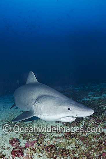 Smalltooth Sand Tiger Shark (Odontaspis ferox). Also known as Sand Tiger Shark, Bumpytail Ragged-tooth & Herbsts Nurse Shark. Deep water shark, found close to continental shelves, occasionally in shallow water. Isla Malpelo, Columbia, East Pacific Ocean. Photo - Andy Murch Smalltooth Sand Tiger Shark (Odontaspis ferox). Also known as Sand Tiger Shark, Bumpytail Ragged-tooth & Herbsts Nurse Shark. Deep water shark, found close to continental shelves, occasionally in shallow water. Isla Malpelo, Columbia, East Pacific Ocean. Photo - Andy Murch