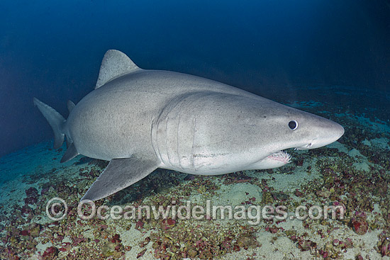 Smalltooth Sand Tiger Shark (Odontaspis ferox). Also known as Sand Tiger Shark, Bumpytail Ragged-tooth & Herbsts Nurse Shark. Deep water shark, found close to continental shelves, occasionally in shallow water. Isla Malpelo, Columbia, East Pacific Ocean. Photo - Andy Murch Smalltooth Sand Tiger Shark (Odontaspis ferox). Also known as Sand Tiger Shark, Bumpytail Ragged-tooth & Herbsts Nurse Shark. Deep water shark, found close to continental shelves, occasionally in shallow water. Isla Malpelo, Columbia, East Pacific Ocean. Photo - Andy Murch