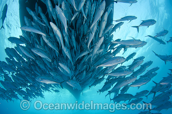 Schooling Trevally under boat photo Schooling Trevally under boat photo