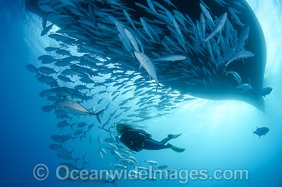Scuba Diver with Big-eye Trevally (Caranx sexfasciatus) schooling under a boat. Also known as Horse-eye Jacks. Found throughout the Indo-Pacific. Photo taken at the Great Barrier Reef Queensland Australia. Photo - Bob Halstead Scuba Diver with Big-eye Trevally (Caranx sexfasciatus) schooling under a boat. Also known as Horse-eye Jacks. Found throughout the Indo-Pacific. Photo taken at the Great Barrier Reef Queensland Australia. Photo - Bob Halstead