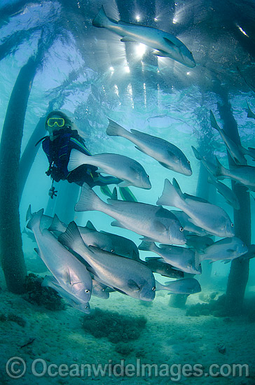Diver and Trevally under Jetty photo Diver and Trevally under Jetty photo