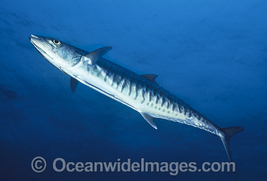 Narrow-barred Spanish Mackerel Scomberomorus commerson photo