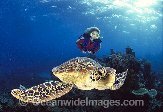 Scuba diver observing a Green Sea Turtle (Chelonia mydas). Found in tropical and warm temperate seas worldwide. Photo taken on the Great Barrier Reef, Queensland, Australia. Photo - Bob Halstead
